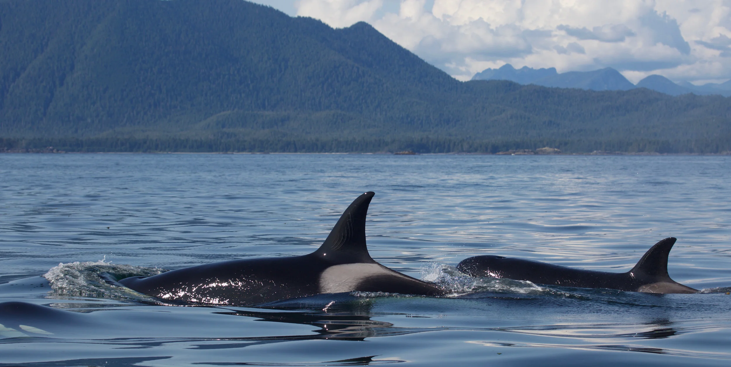 Whale Watching Tours - The Whale Centre Tofino